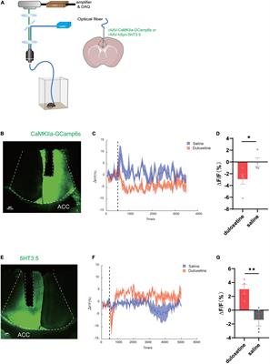 The anterior cingulate cortex contributes to the analgesic rather than the anxiolytic effects of duloxetine in chronic pain-induced anxiety